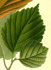 An illustration of a hazel leaf